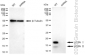 KD-Validated Anti-MAP1LC3A Rabbit Monoclonal Antibody